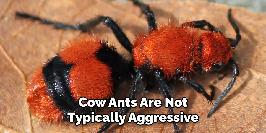 Cow Ants Are Not Typically Aggressive