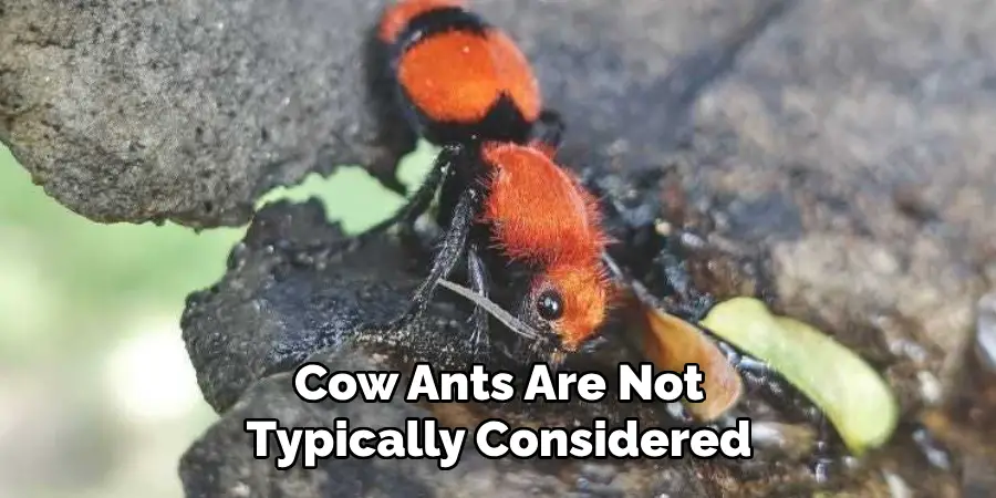 Cow Ants Are Not Typically Considered