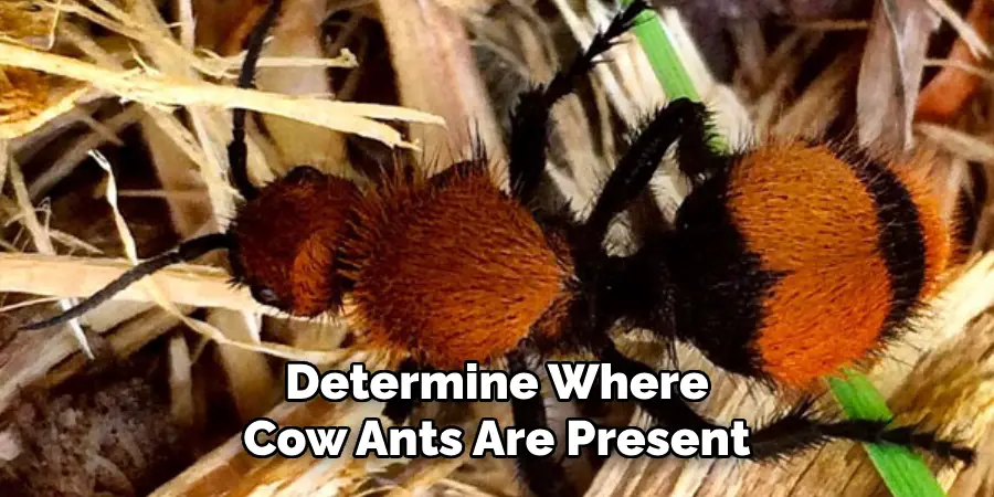 Determine Where Cow Ants Are Present
