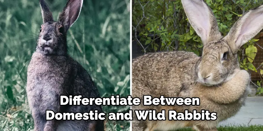 Differentiate Between Domestic and Wild Rabbits