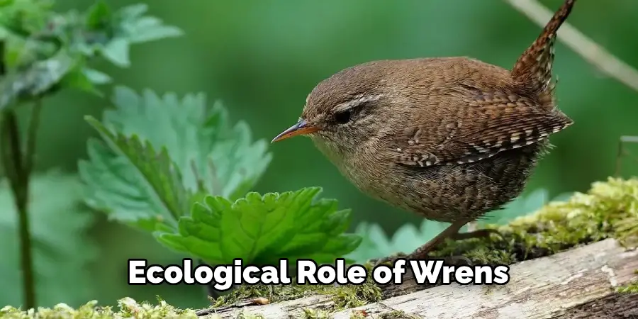 Ecological Role of Wrens
