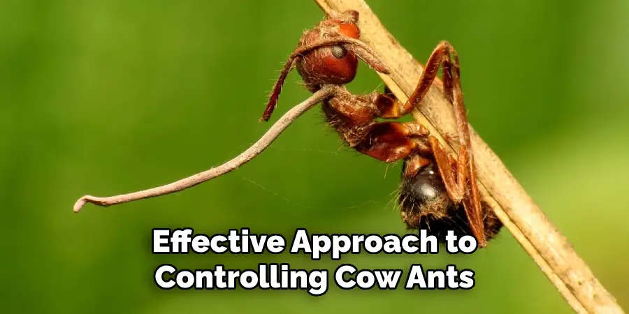 Effective Approach to Controlling Cow Ants