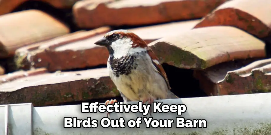 Effectively Keep Birds Out of Your Barn