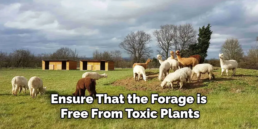 Ensure That the Forage is Free From Toxic Plants