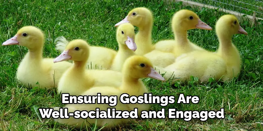 Ensuring Goslings Are Well-socialized and Engaged