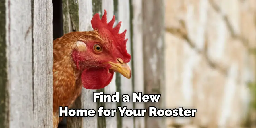 Find a New Home for Your Rooster