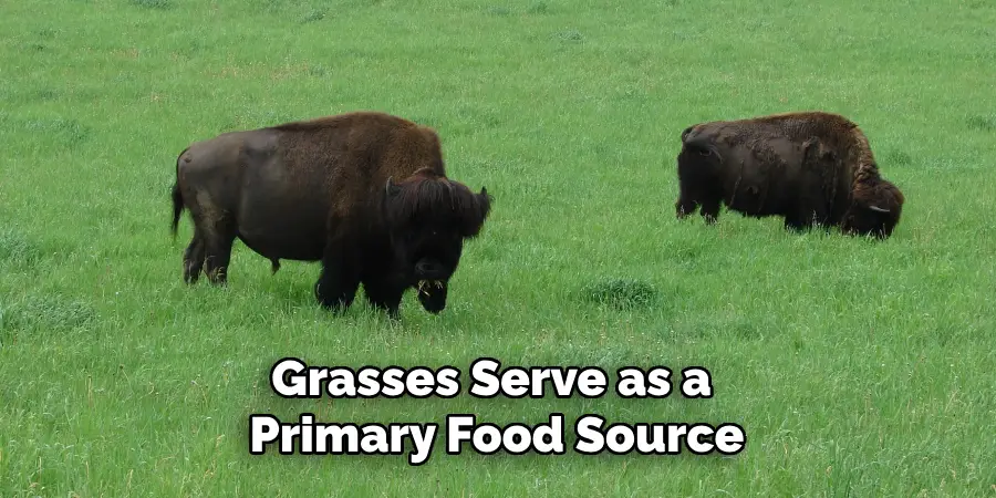 Grasses Serve as a Primary Food Source