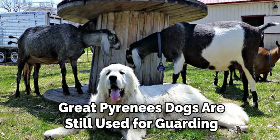 Great Pyrenees Dogs Are Still Used for Guarding