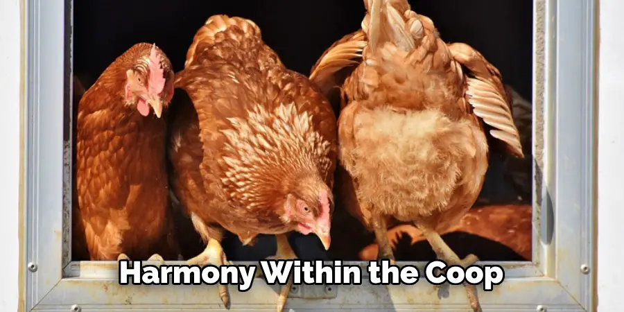Harmony Within the Coop