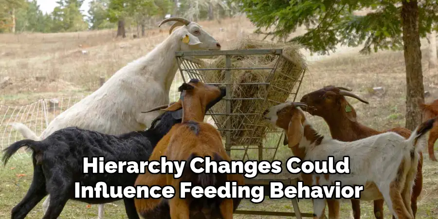 Hierarchy Changes Could Influence Feeding Behavior