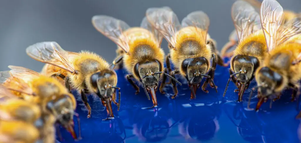 How to Calm Bees