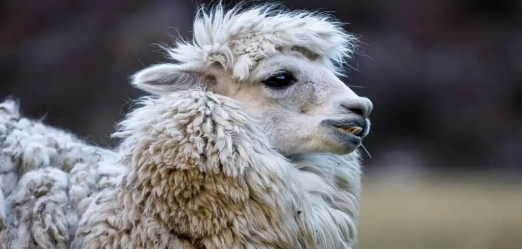 How to Care for Alpacas