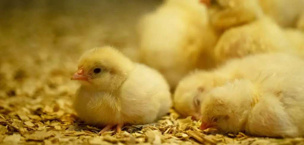 How to Clean Chicken Brooder
