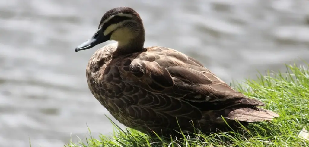How to Deworm Ducks Naturally