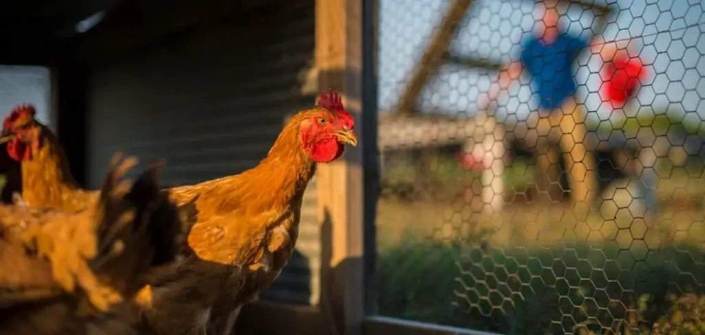 How to Disinfect a Wooden Chicken Coop