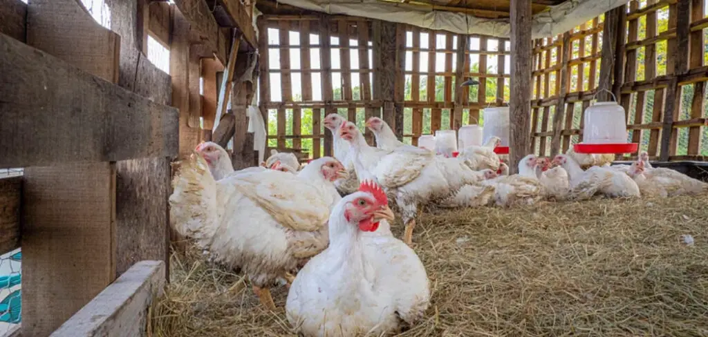 How to Get Flies Out of Chicken Coop