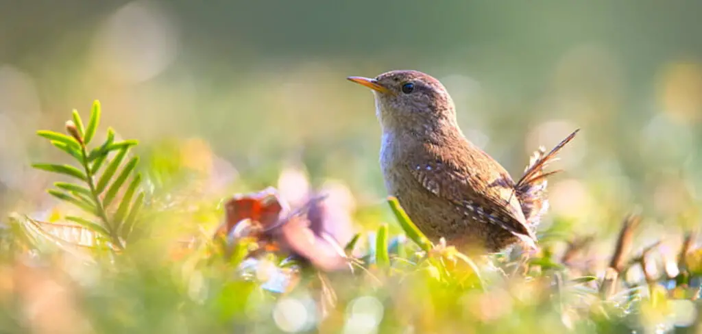 How to Get Rid of Wrens