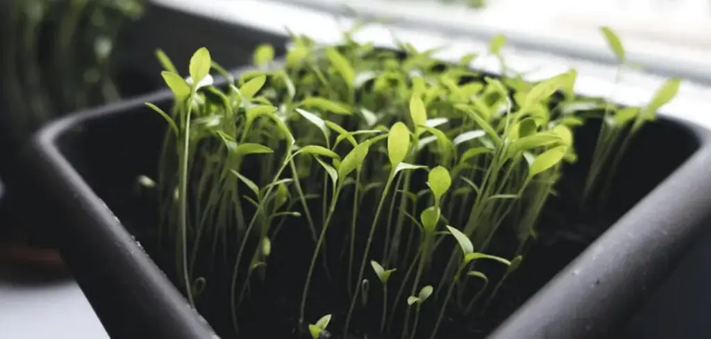 How to Grow Sprouts for Chickens