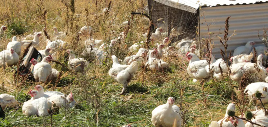 How to Keep Chickens Warm Without Electricity