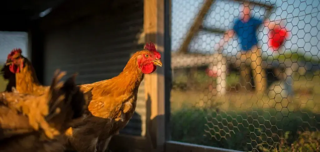 How to Keep Chickens from Flying