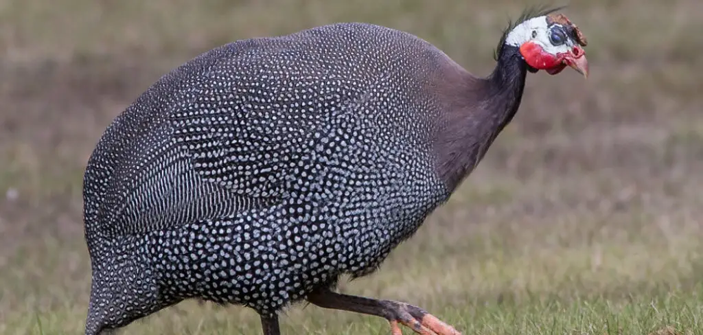 How to Keep Guinea Fowl