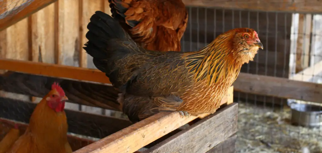 How to Make Perches for Chickens
