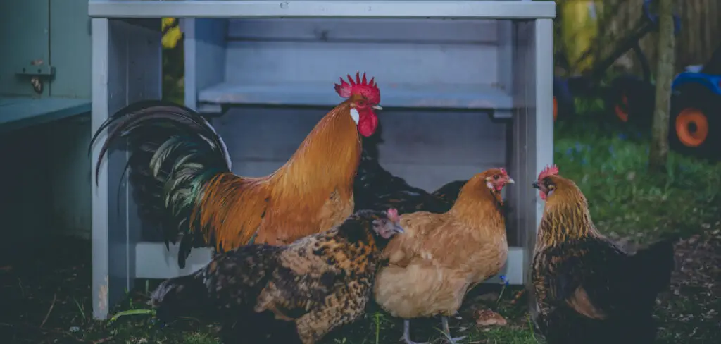 How to Move Chickens to A New Coop