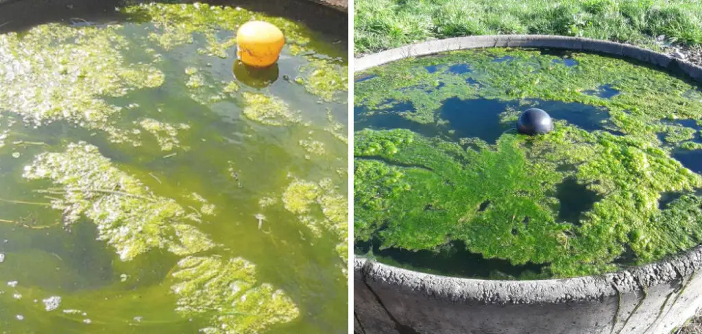How to Prevent Algae Growth in Water Trough