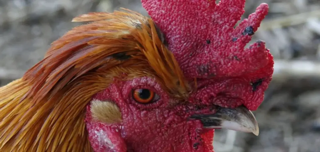 How to Prevent Frostbite on Chicken Combs