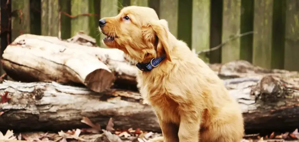 How to Stop Dog Barking in Backyard