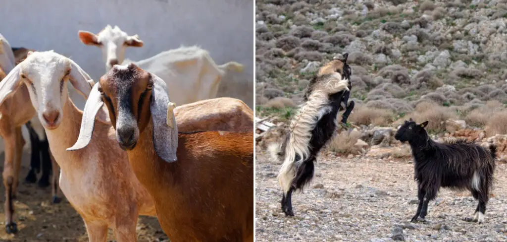 How to Stop Goats Bullying