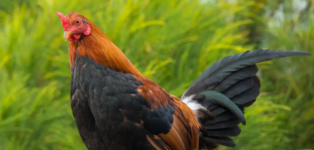 How to Teach Chickens to Roost