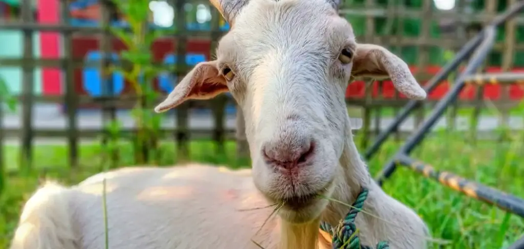 How to Tell if Your Goat is in Heat