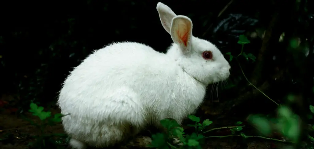 How to Tell if a Rabbit Is Domestic or Wild