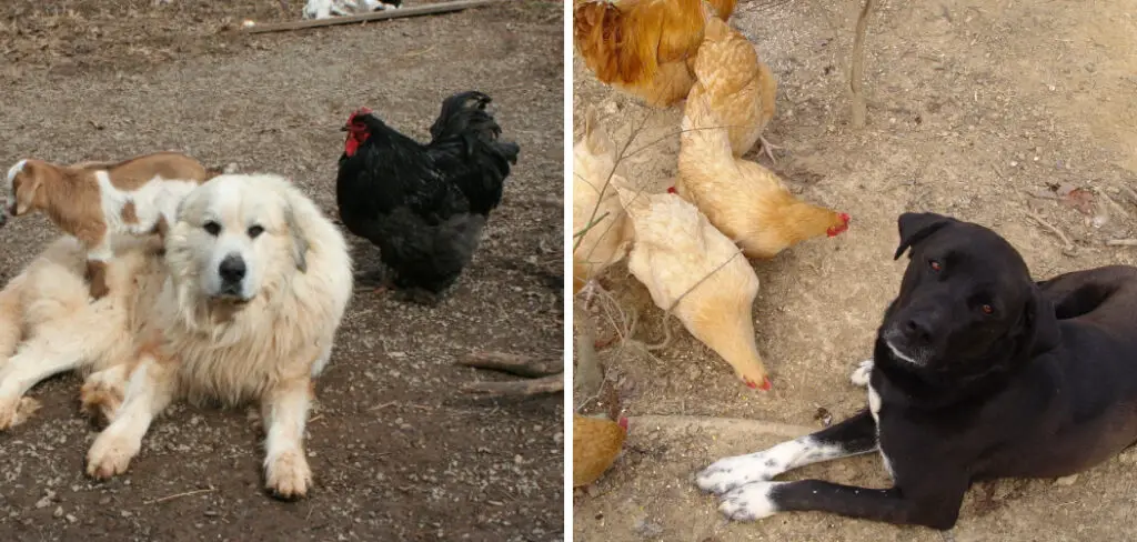 How to Train Great Pyrenees to Guard Chickens
