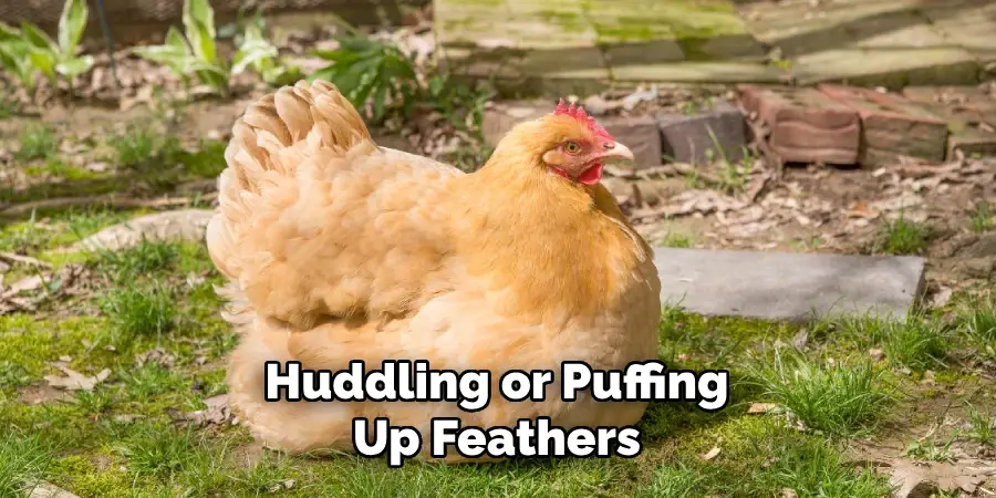Huddling or Puffing Up Feathers