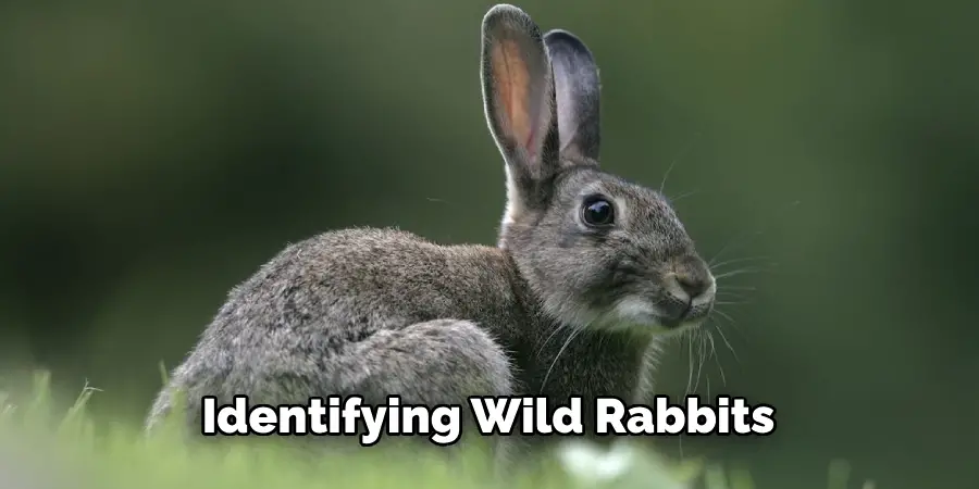 Identifying Wild Rabbits