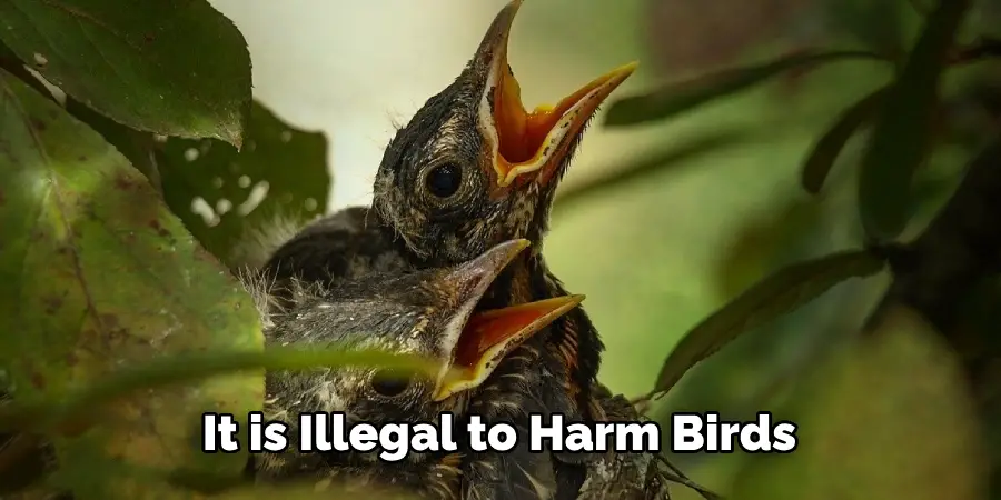 It is Illegal to Harm Birds