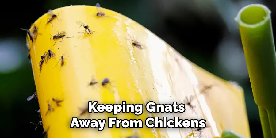 Keeping Gnats Away From Chickens