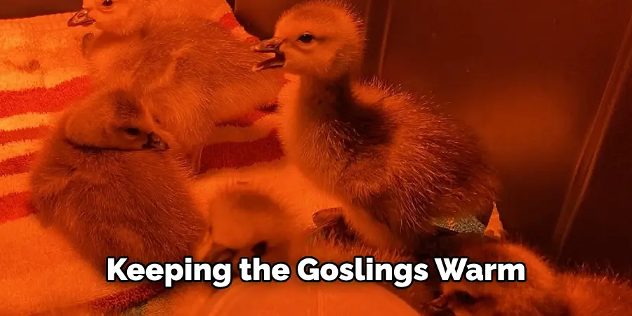 Keeping the Goslings Warm