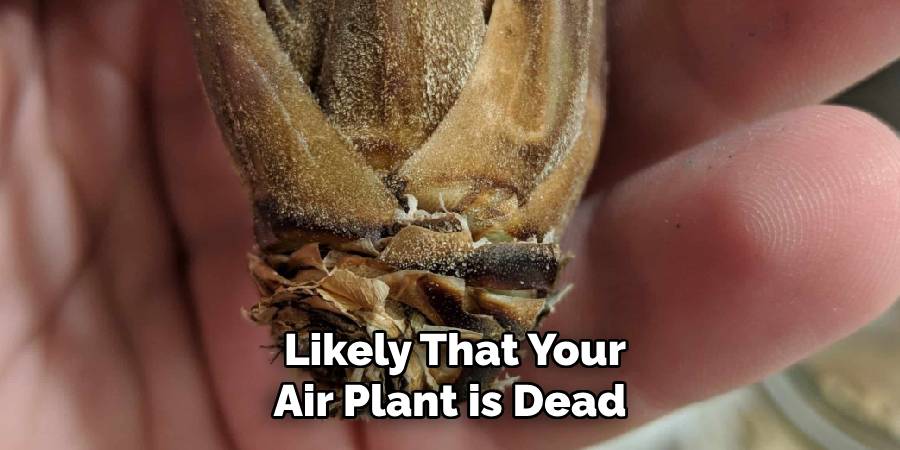  Likely That Your Air Plant is Dead