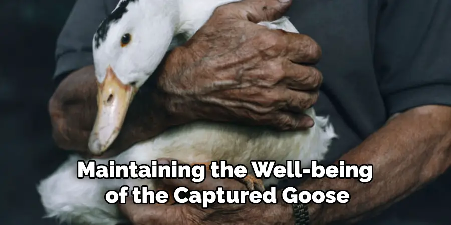 Maintaining the Well-being of the Captured Goose
