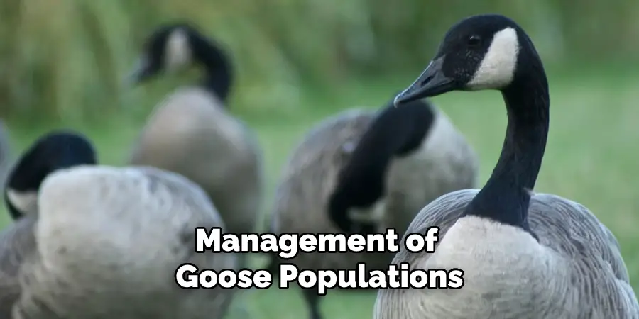 Management of Goose Populations