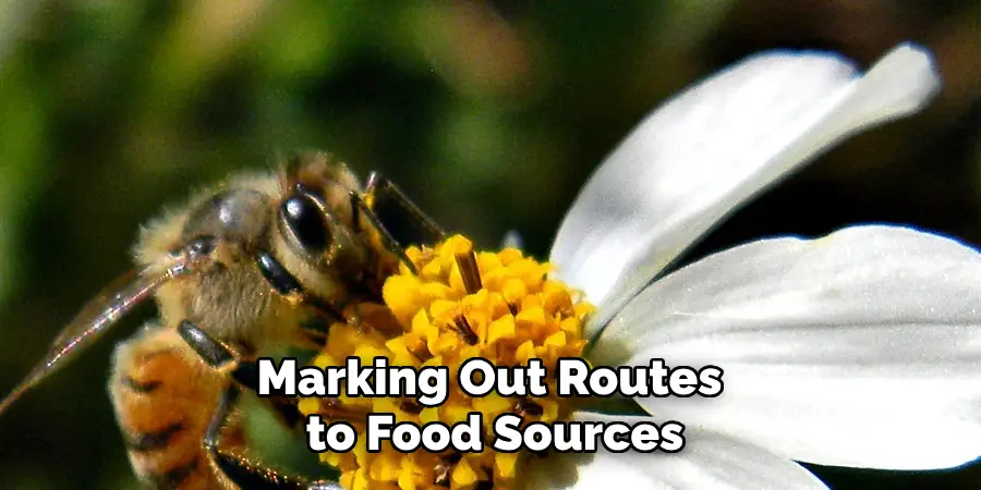 Marking Out Routes to Food Sources