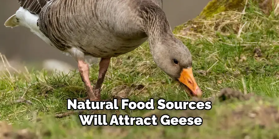 Natural Food Sources Will Attract Geese