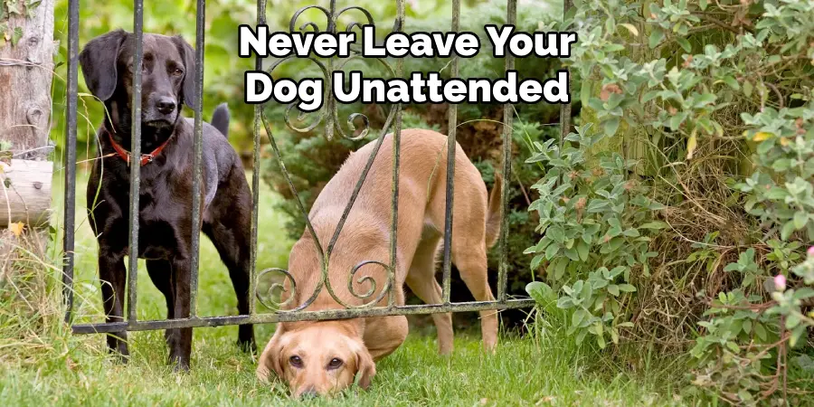 Never Leave Your Dog Unattended