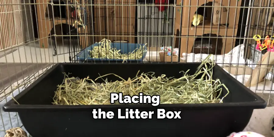 Placing the Litter Box