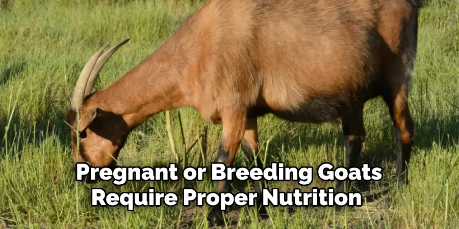 Pregnant or Breeding Goats Require Proper Nutrition