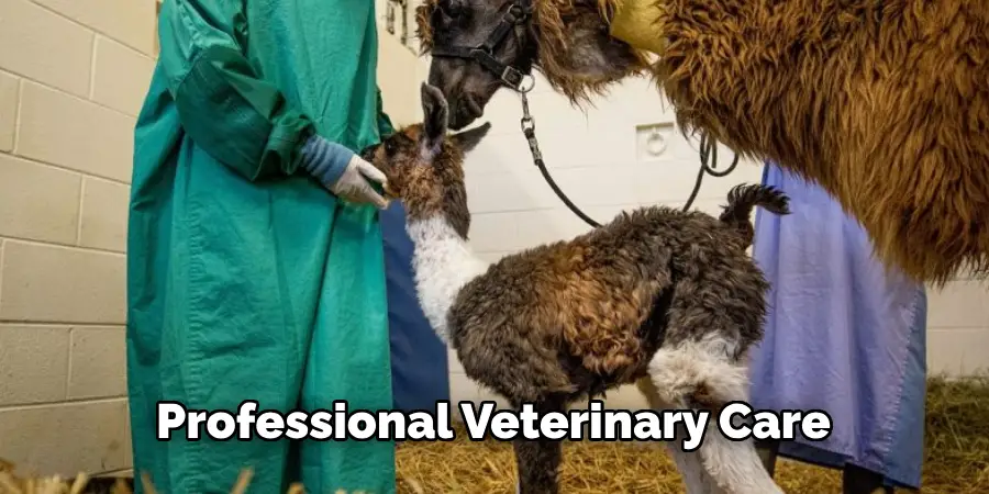 Professional Veterinary Care