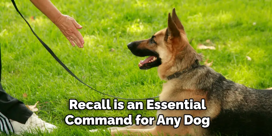 Recall is an Essential Command for Any Dog